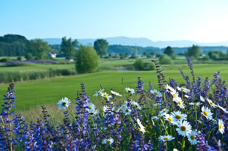 Golf Limpachtal fleurs printemps parcours de golf